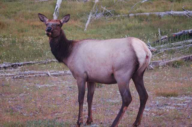female elk